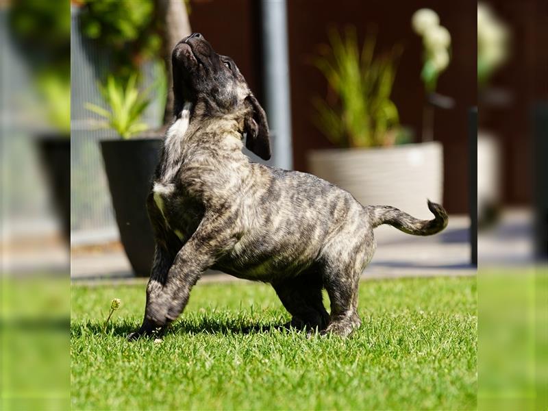 Presa Canario Welpen der S-Klasse mit Papiere, Deutsche Zucht!