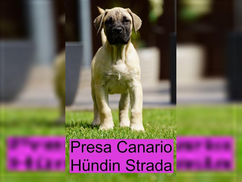 Presa Canario Welpen der S-Klasse mit Papiere, Deutsche Zucht!