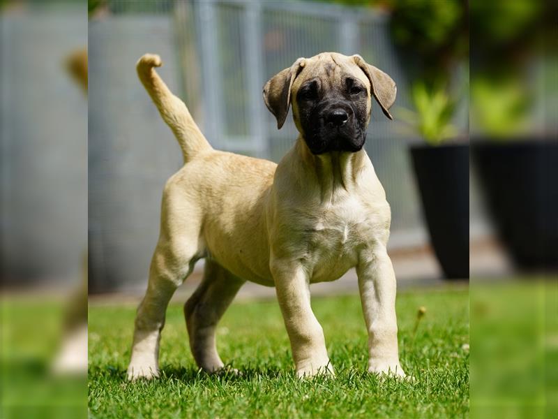 Presa Canario Welpen der S-Klasse mit Papiere, Deutsche Zucht!