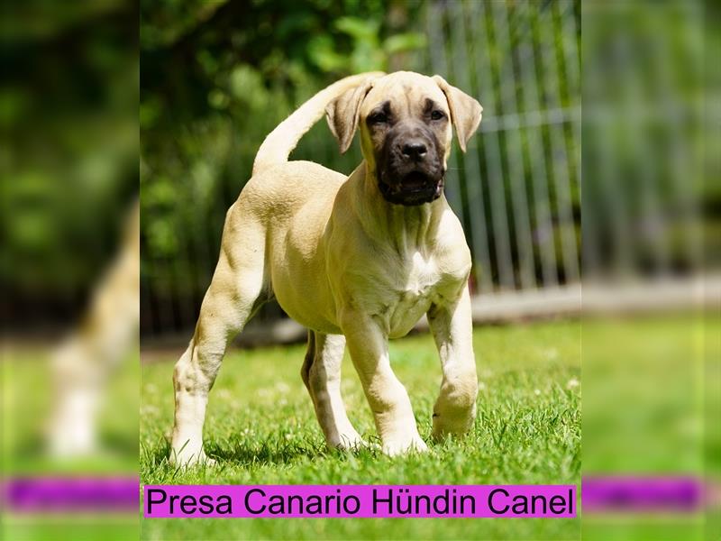 Presa Canario Welpen der S-Klasse mit Papiere, Deutsche Zucht!