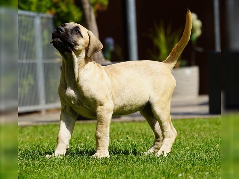 Presa Canario Welpen der S-Klasse mit Papiere, Deutsche Zucht!