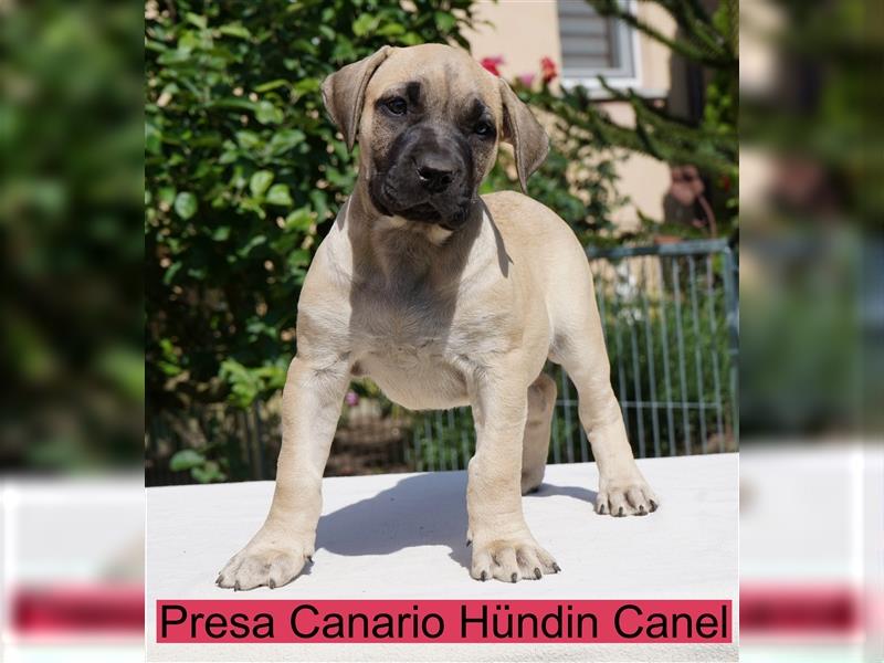 Top Presa Canario Welpen Deutsche Zucht, Papiere, EU-Pass, Chip, Eltern vor Ort!!