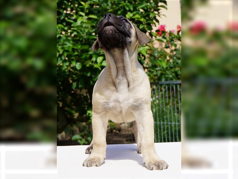 Top Presa Canario Welpen Deutsche Zucht, Papiere, EU-Pass, Chip, Eltern vor Ort!!