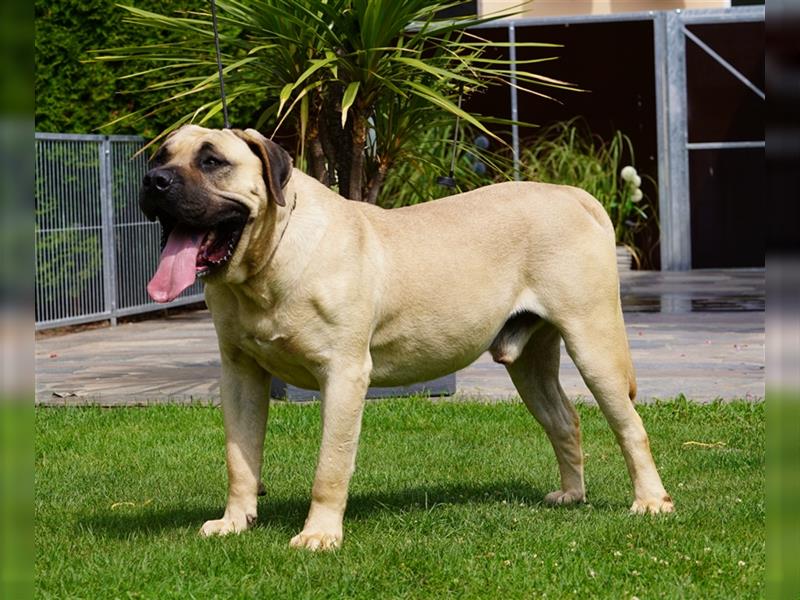 Top Presa Canario Welpen Deutsche Zucht, Papiere, EU-Pass, Chip, Eltern vor Ort!!