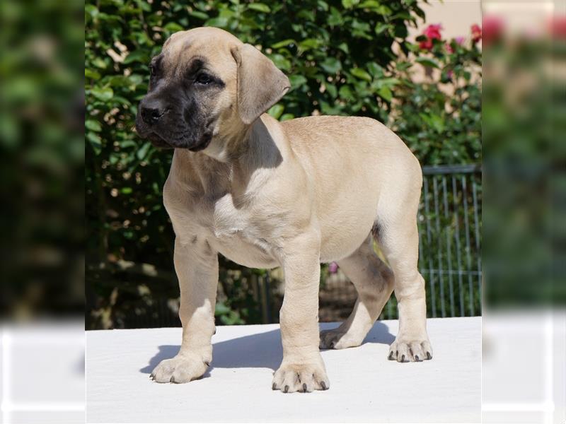 Top Presa Canario Welpen Deutsche Zucht, Papiere, EU-Pass, Chip, Eltern vor Ort!!