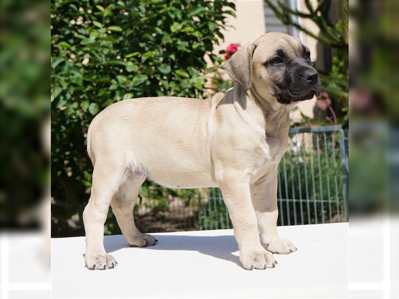 Top Presa Canario Welpen Deutsche Zucht, Papiere, EU-Pass, Chip, Eltern vor Ort!!