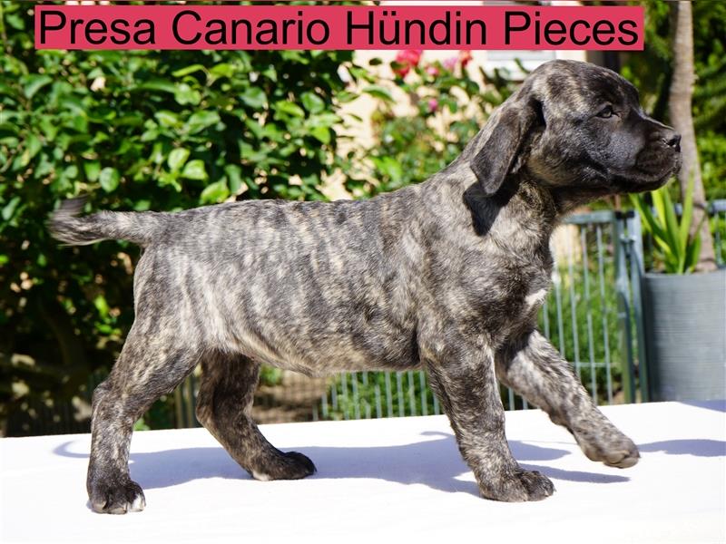 Top Presa Canario Welpen Deutsche Zucht, Papiere, EU-Pass, Chip, Eltern vor Ort!!