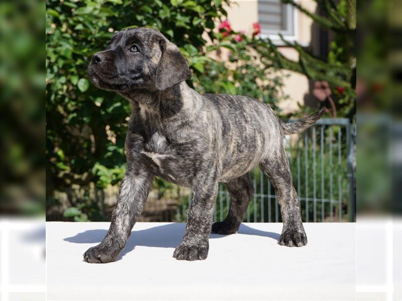 Top Presa Canario Welpen Deutsche Zucht, Papiere, EU-Pass, Chip, Eltern vor Ort!!