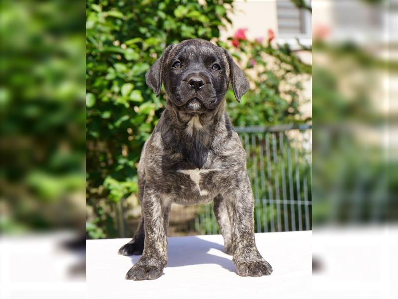 Top Presa Canario Welpen Deutsche Zucht, Papiere, EU-Pass, Chip, Eltern vor Ort!!