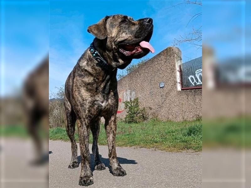 Presa Canario Deckrüde