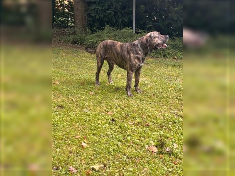 Presa Canario Deckrüde