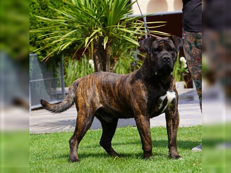 Top Presa Canario Welpen Deutscher Züchter, Papiere, EU-Impfpass, Chipp