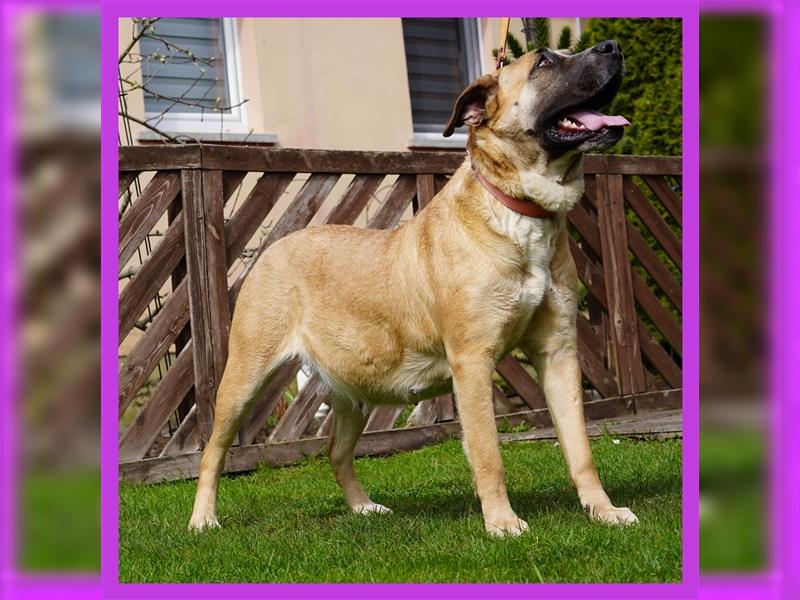 Top Presa Canario Welpen Deutscher Züchter, Papiere, EU-Impfpass, Chipp