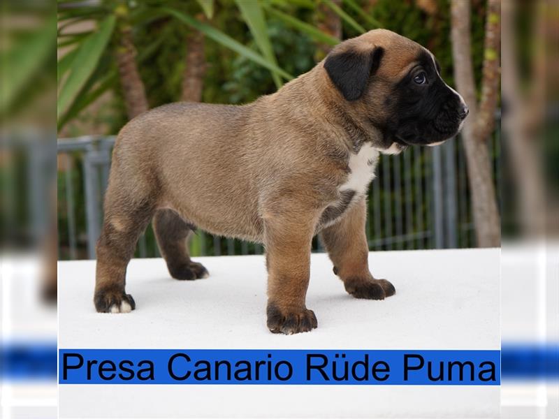 Top Presa Canario Welpen Deutscher Züchter, Papiere, EU-Impfpass, Chipp