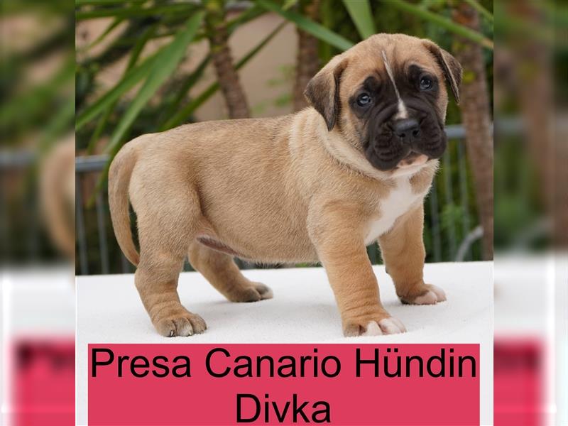 Top Presa Canario Welpen Deutscher Züchter, Papiere, EU-Impfpass, Chipp