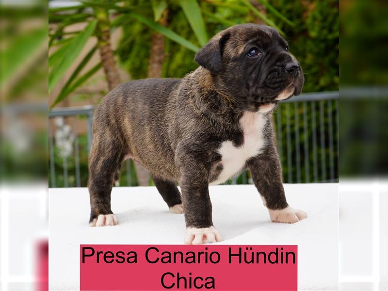 Top Presa Canario Welpen Deutscher Züchter, Papiere, EU-Impfpass, Chipp