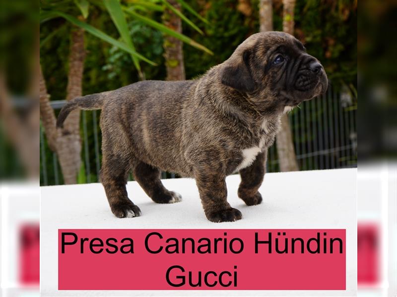 Top Presa Canario Welpen Deutscher Züchter, Papiere, EU-Impfpass, Chipp