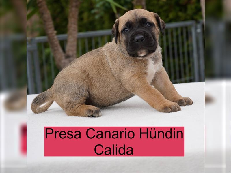 Top Presa Canario Welpen Deutscher Züchter, Papiere, EU-Impfpass, Chipp