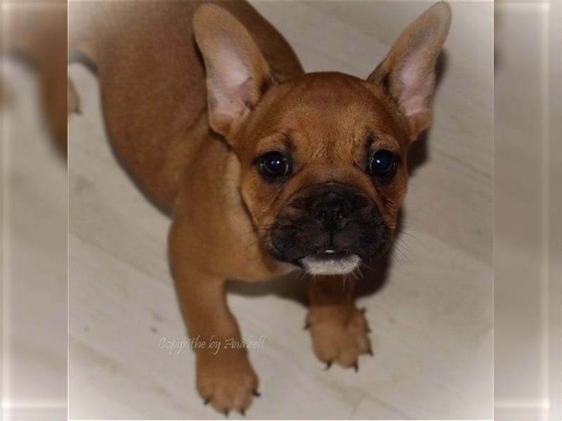 Franz. Bulldoggen Mix Welpen Scarlet und Pablo dürfen ausziehen (vom kontrollierten Züchter)