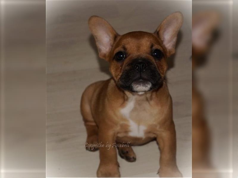 Franz. Bulldoggen Mix Welpen Scarlet und Pablo dürfen ausziehen (vom kontrollierten Züchter)