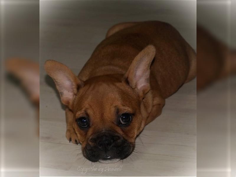 Franz. Bulldoggen Mix Welpen Scarlet und Pablo dürfen ausziehen (vom kontrollierten Züchter)