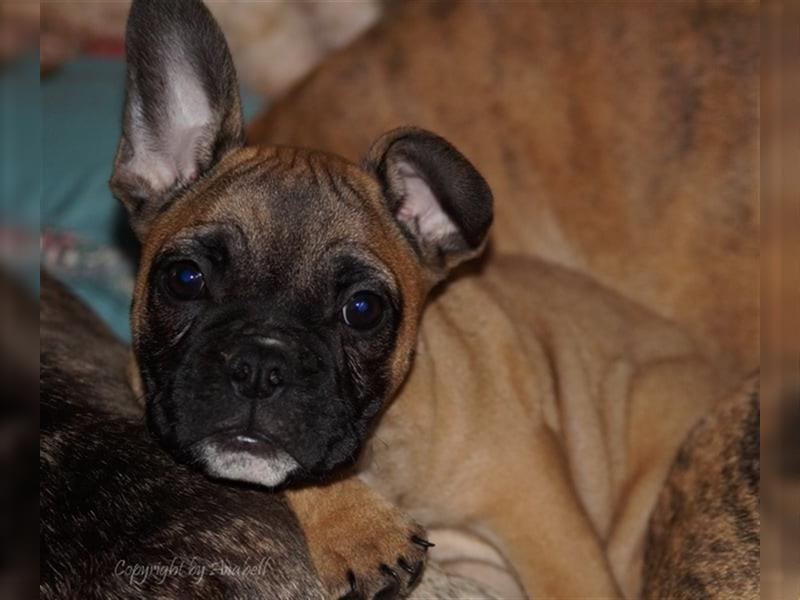 Franz. Bulldoggen Mix Welpen Rüde Pablo darf ausziehen (vom kontrollierten Züchter)