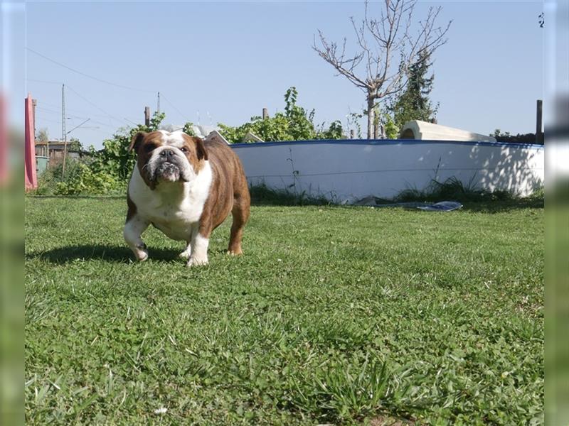 Englisch Bulldog Hündin mit FCI Papieren