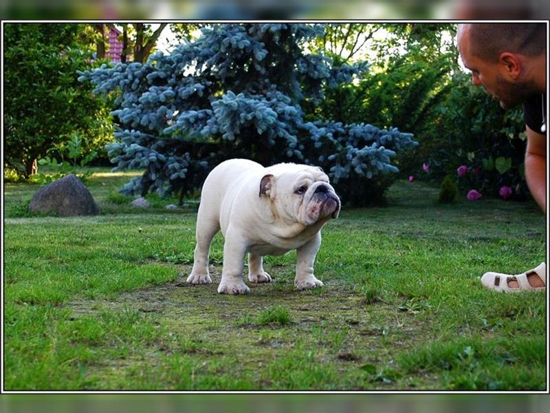 Englisch Bulldog Hündin mit FCI Papieren