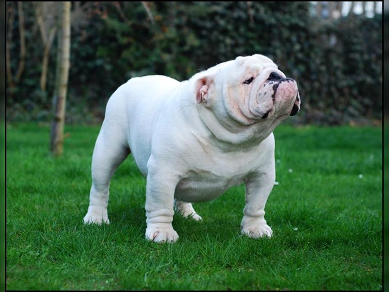 Englisch Bulldog Hündin mit FCI Papieren