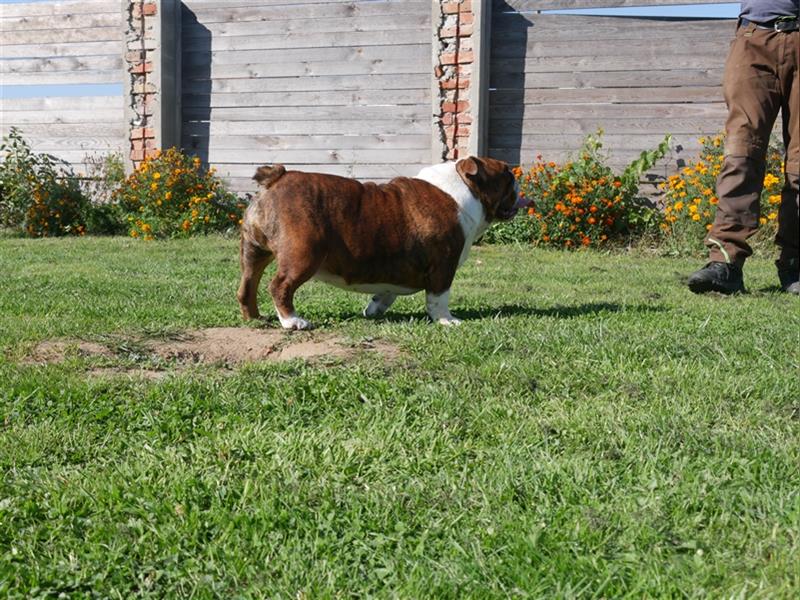 Englisch Bulldog Hündin mit FCI Papieren