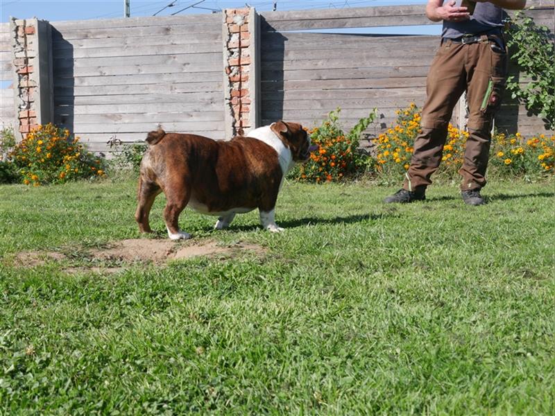 Englisch Bulldog Hündin mit FCI Papieren