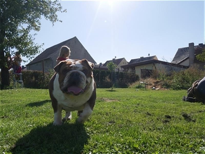 Englisch Bulldog Hündin mit FCI Papieren