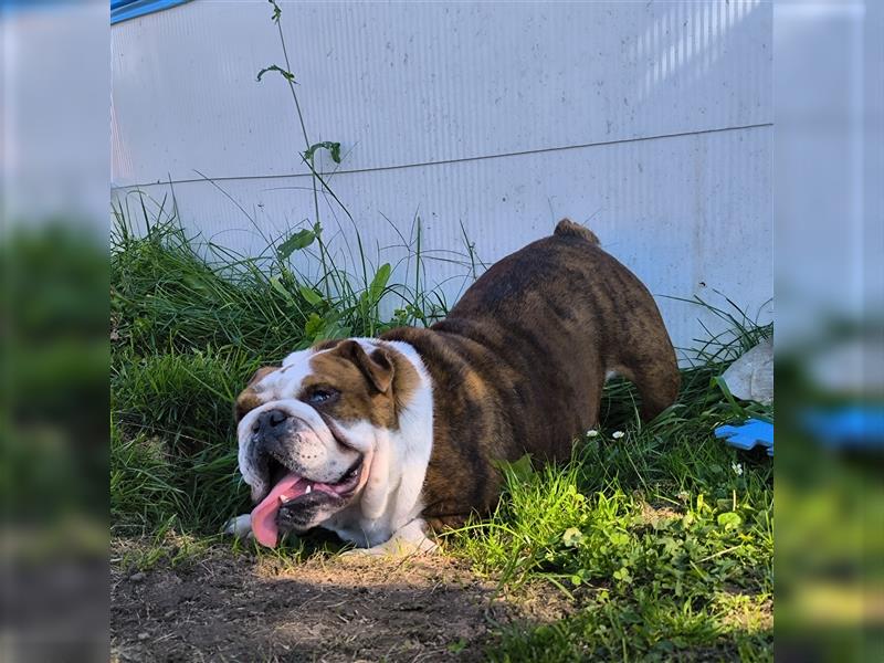 Englisch Bulldog Hündin mit FCI Papieren