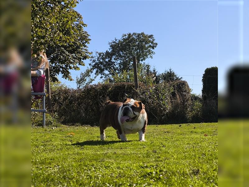 Englisch Bulldog Hündin mit FCI Papieren