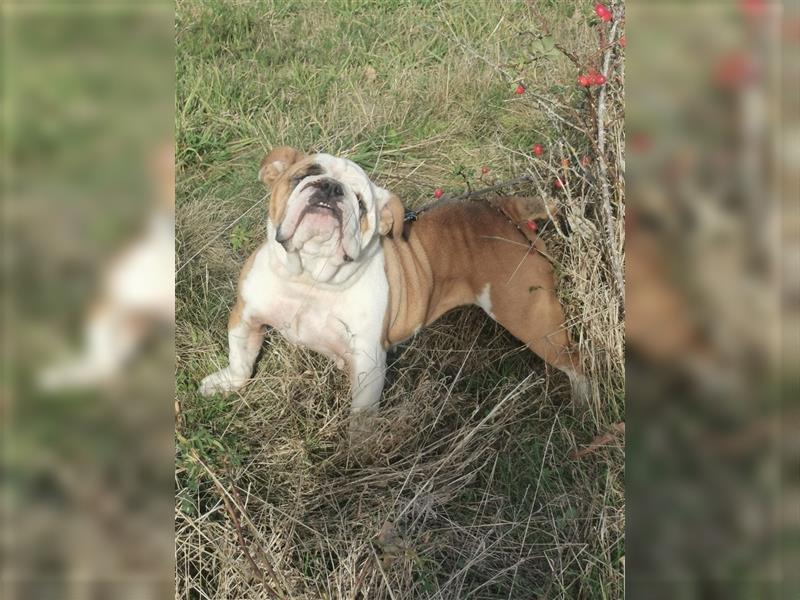 Matrix, Englische Bulldogge