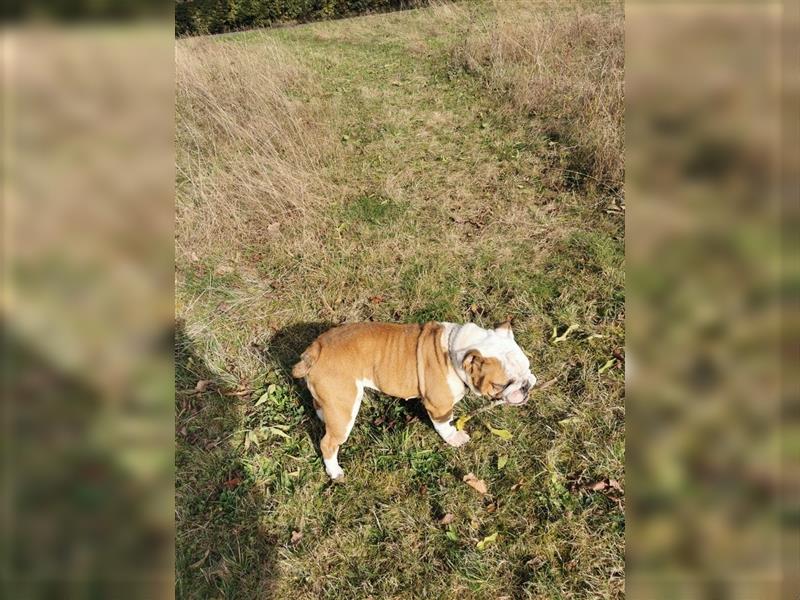 Matrix, Englische Bulldogge