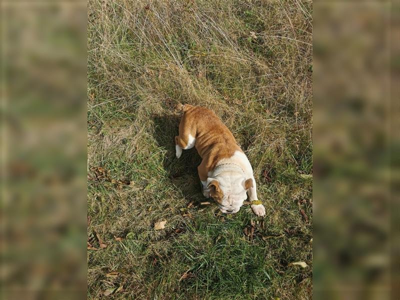 Matrix, Englische Bulldogge