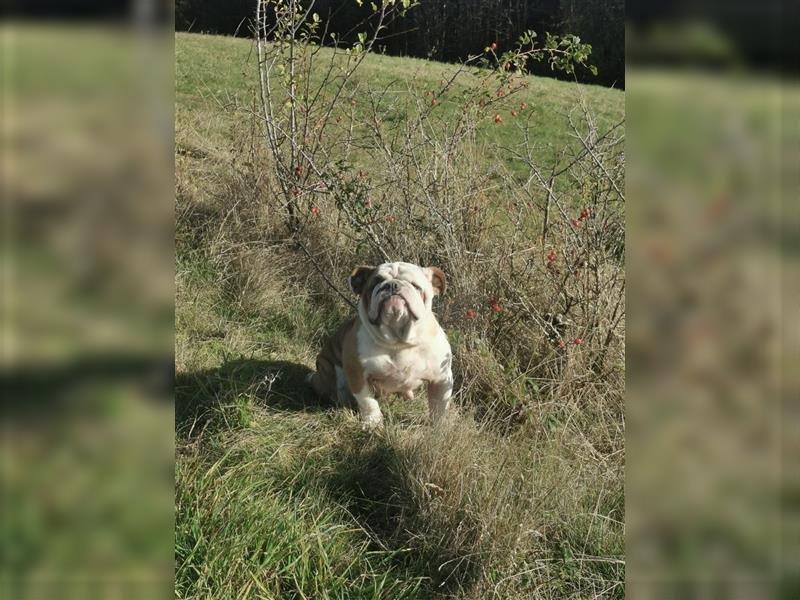 Matrix, Englische Bulldogge