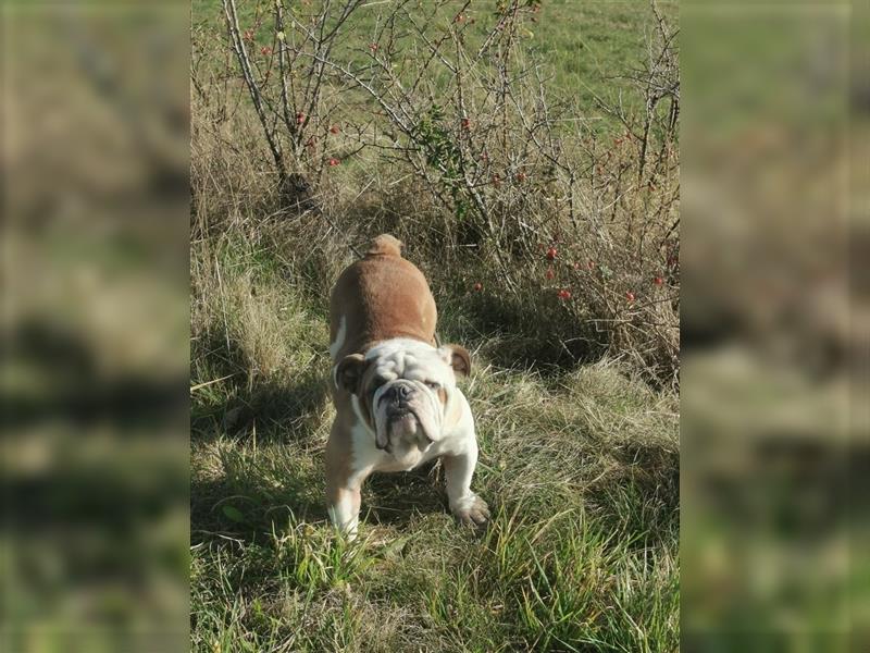 Matrix, Englische Bulldogge