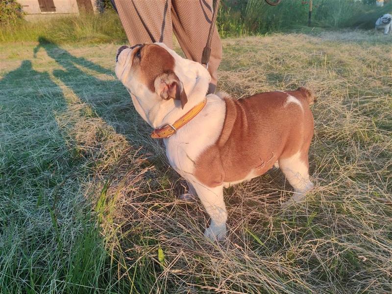 Sonata, Englische Bulldogge