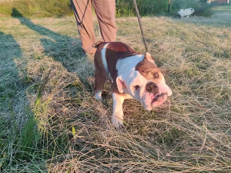 Sonata, Englische Bulldogge