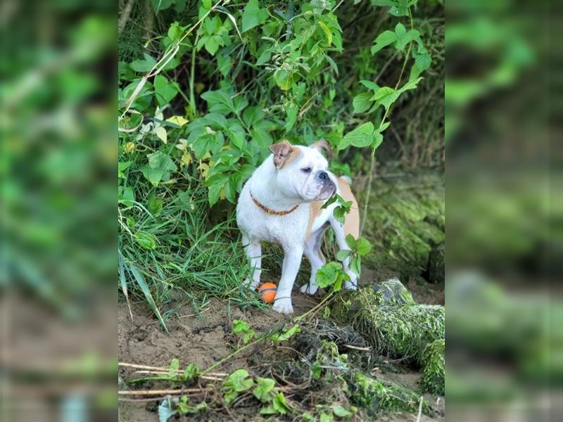 Englische Bulldogge 3 Jahre weiblich sucht neuen Sofaplatz