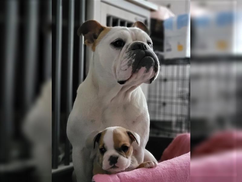 Englische Bulldogge 3 Jahre weiblich sucht neuen Sofaplatz