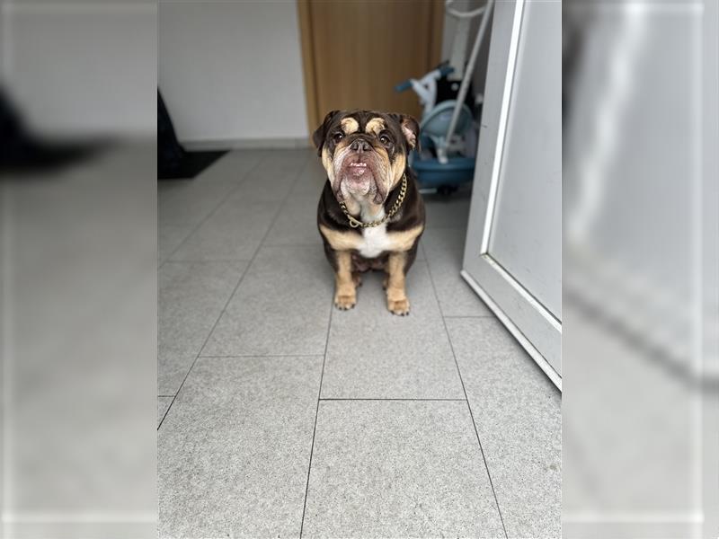 Englische Bulldogge