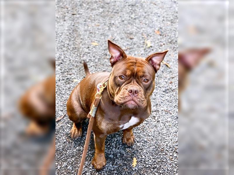 English Bulldog Hündin in gute Hände abzugeben.