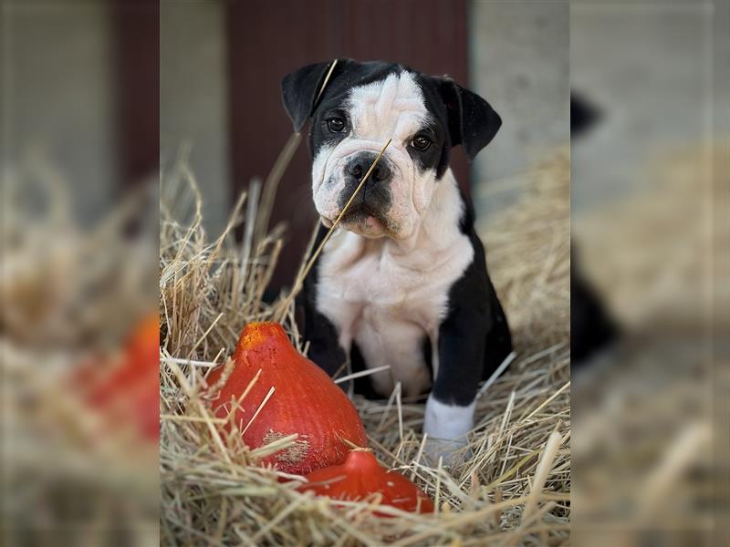 Nur noch 1 New English Bulldog Welpe Hündinnen