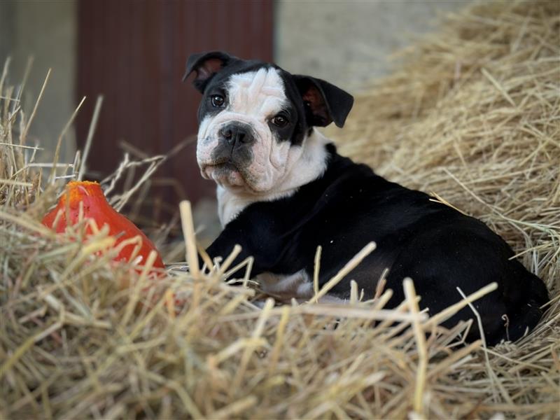 Nur noch 1 New English Bulldog Welpe Hündinnen