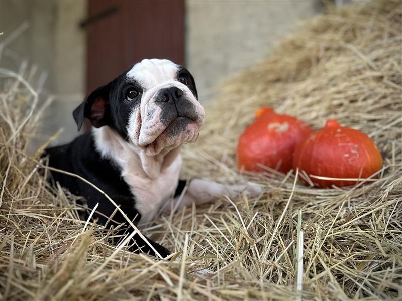 Nur noch 1 New English Bulldog Welpe Hündinnen