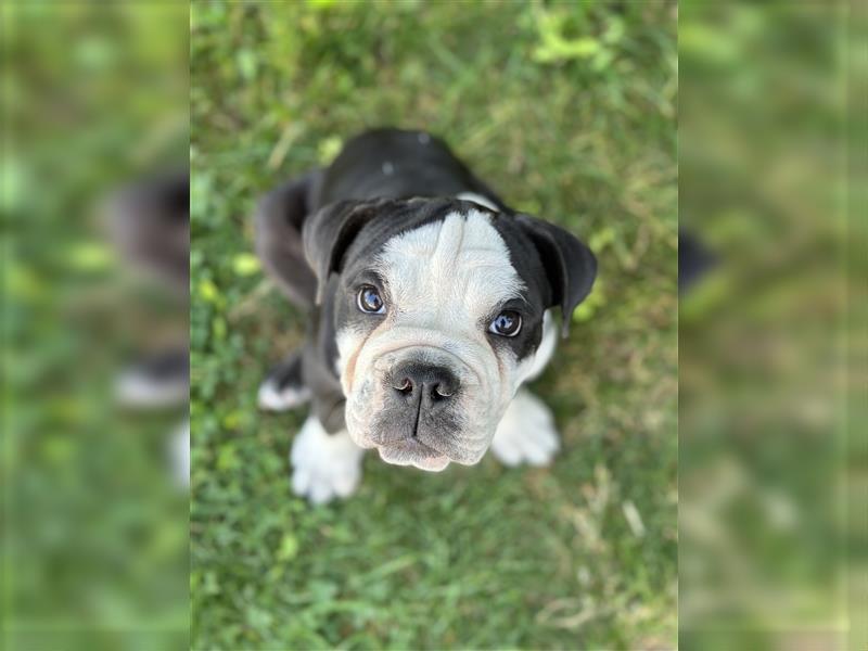 Nur noch 1 New English Bulldog Welpe Hündinnen