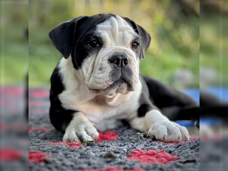 Nur noch 1 New English Bulldog Welpe Hündinnen